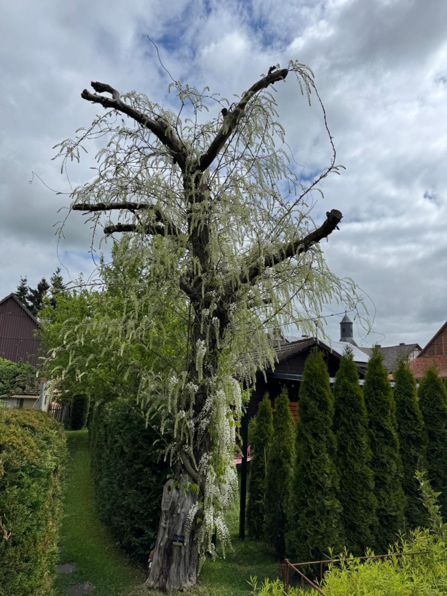 Ferienwohnung Am See Dillich - Ruhige Lage - Eigener Garten - Direkt Neben Einem Natursee Borken  Buitenkant foto